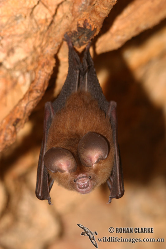 Bat -   ::  2