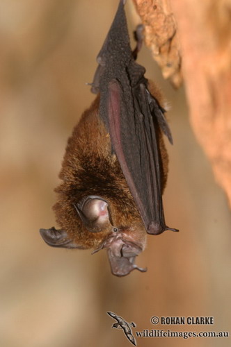 Bat - летучая мышь фото 51
