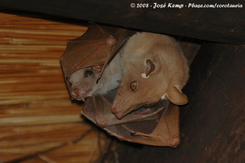 Bat - летучая мышь фото 52