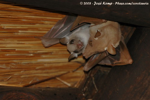 Bat - летучая мышь фото 53