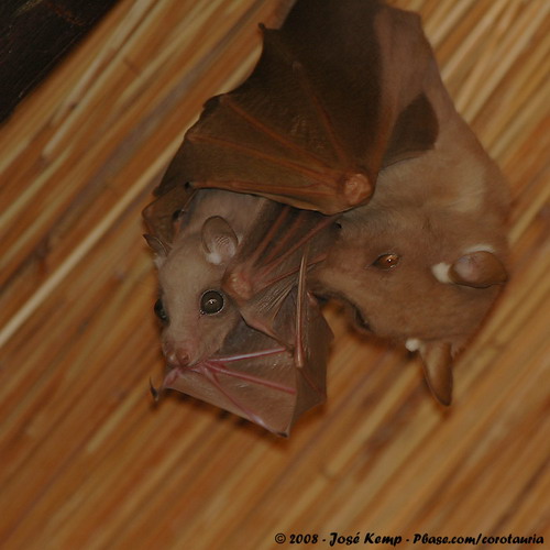Bat - летучая мышь фото 54