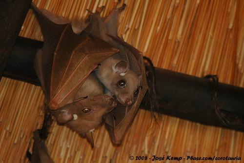 Bat - летучая мышь фото 55