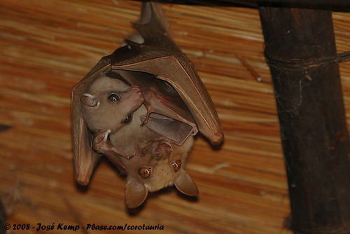 Bat - летучая мышь фото 56