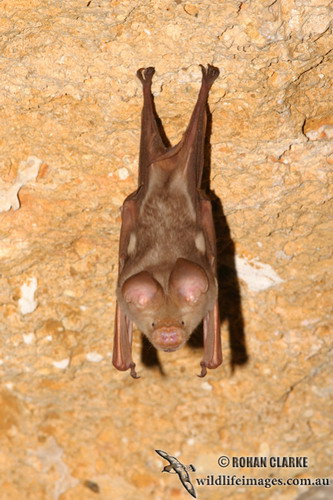 Bat - летучая мышь фото 57