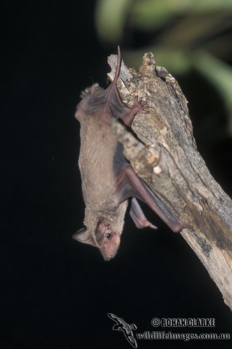 Bat - летучая мышь фото 60