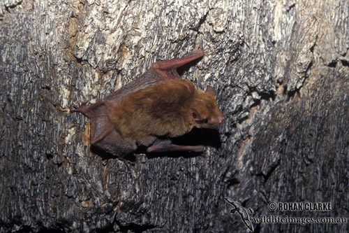 Bat - летучая мышь фото 62