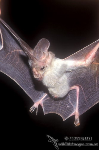 Bat - летучая мышь фото 65