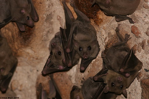 Bat - летучая мышь фото 68