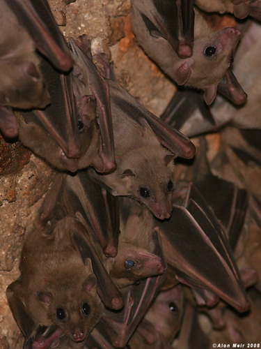 Bat - летучая мышь фото 69