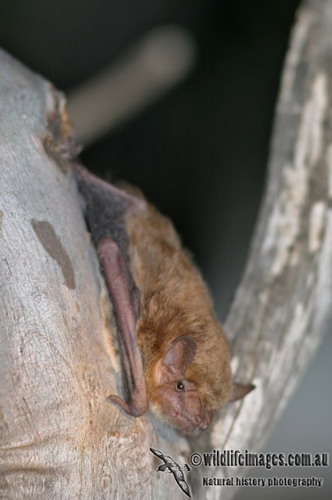 Bat - летучая мышь фото 70