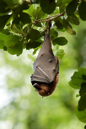 Bat - летучая мышь фото 0