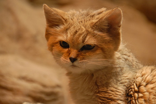 Песочная Кошка – Фялиса Маргарита фото 4