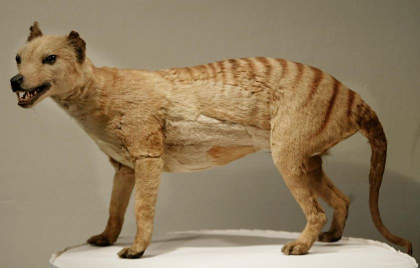 Thylacinus cynocephalus - тасманийский волк :: фотография 2
