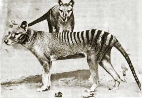 Thylacinus cynocephalus - тасманийский волк фото 9