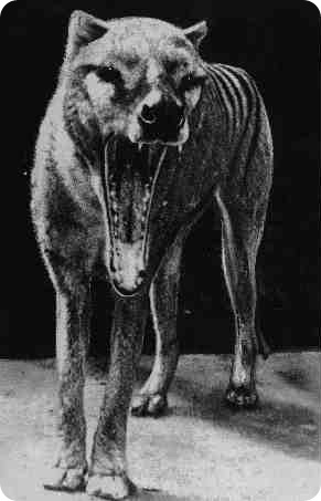 Thylacinus cynocephalus - тасманийский волк :: фотография 2