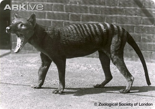 Thylacinus cynocephalus - тасманийский волк фото 14