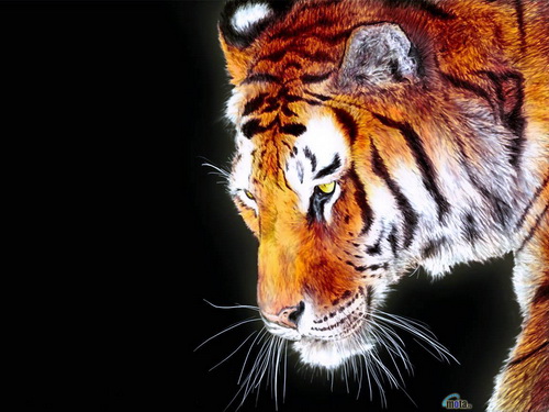 Тигры фото 2
