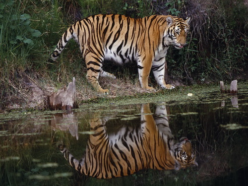Тигры фото 7