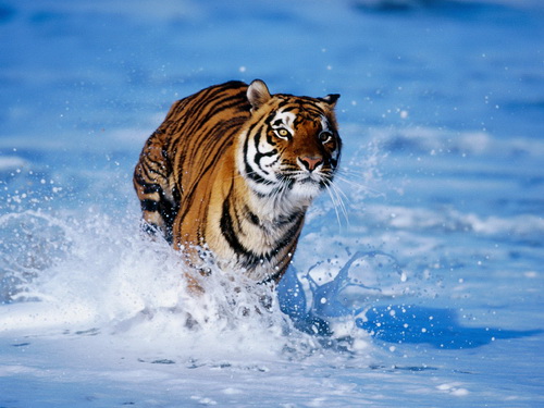Тигры фото 9