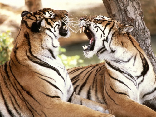 Тигры фото 13