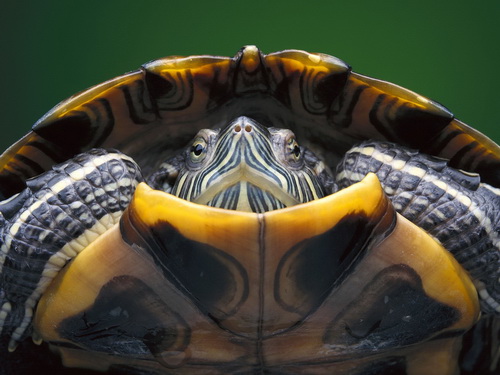 Черепахи фото 8