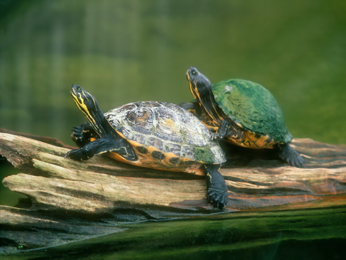 Черепахи фото 16