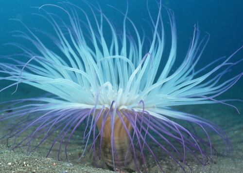Красоты подводного мира фото 1