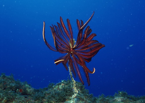 Красоты подводного мира фото 15