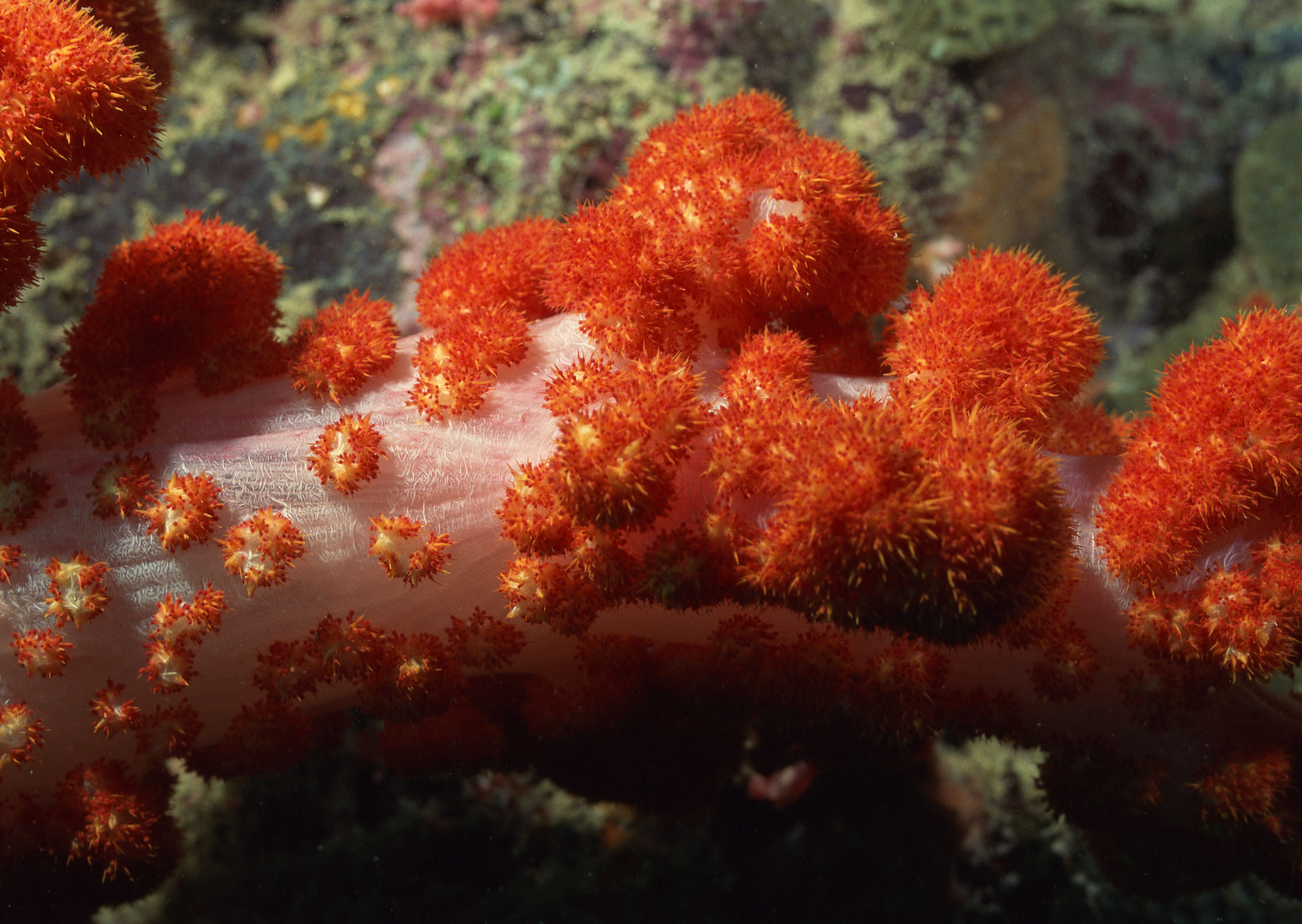 Тибетский морской цветок. Кораллы полипы. Подводные растения. Красные морские растения. Рифообразующие кораллы.