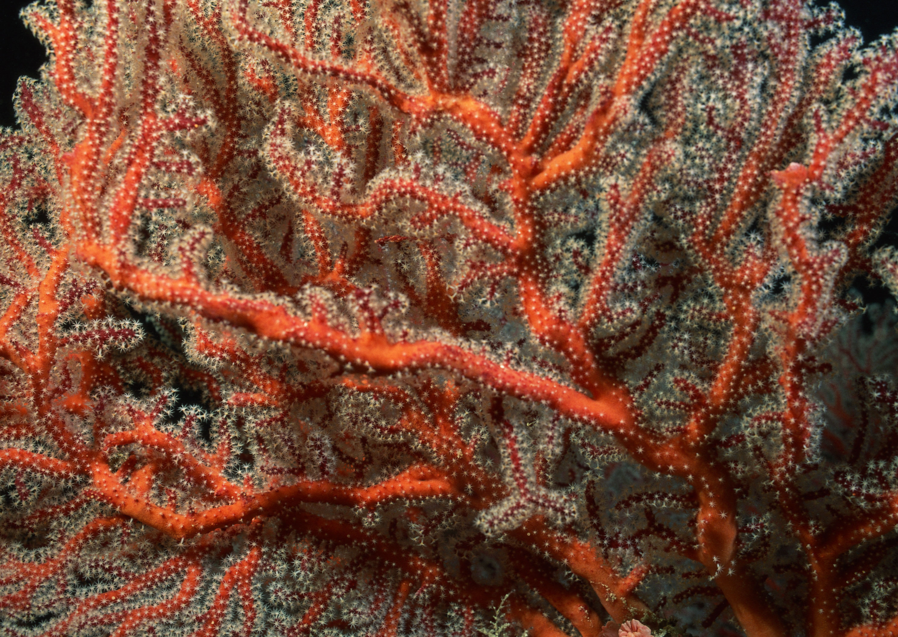 Древовидные кораллы