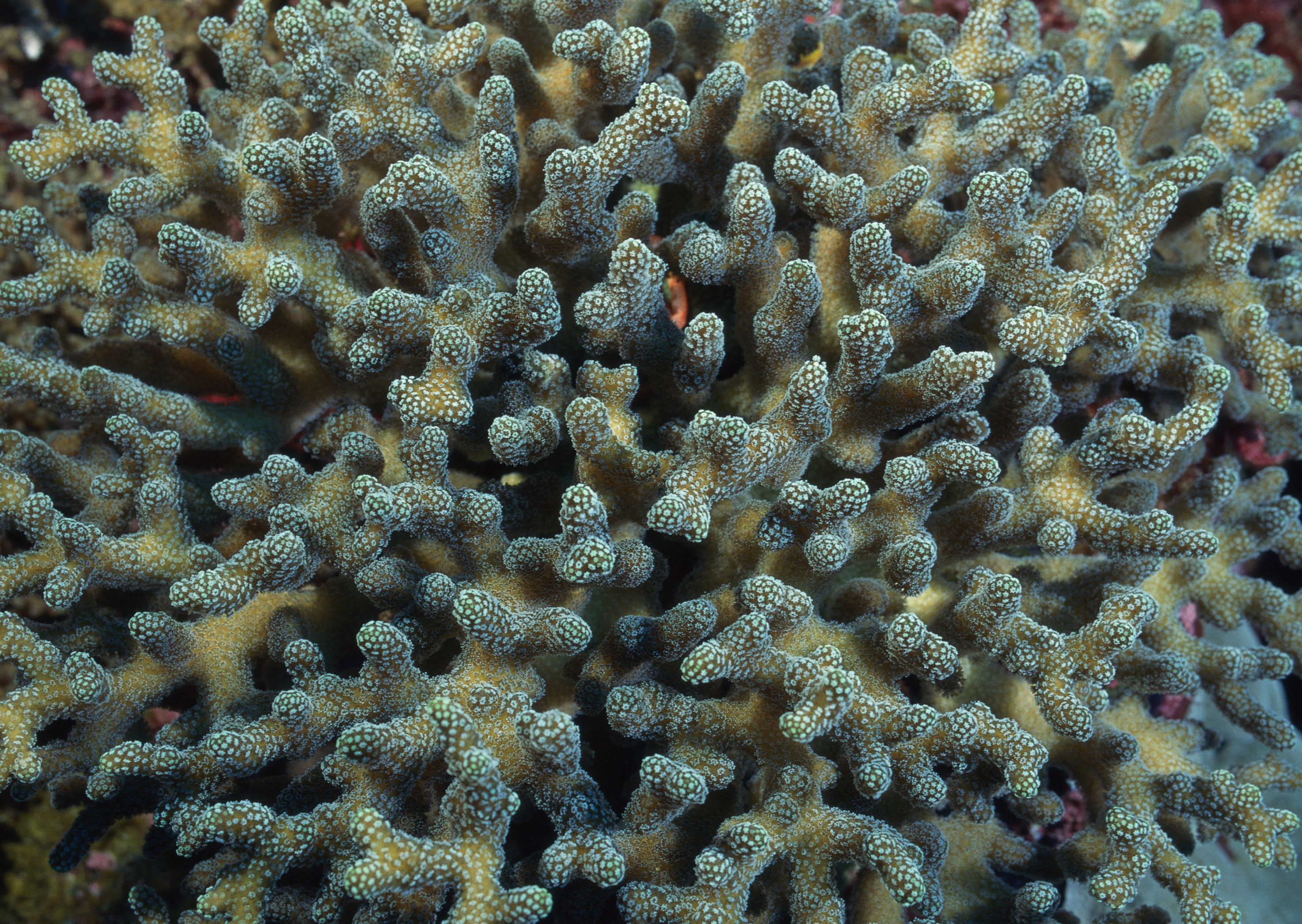 Водоросли на морском дне. Мадрепоровые кораллы. Мадрепоровый коралл полип. Ареал Мадрепоровые кораллы. Губчатый коралл.