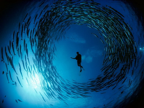 Подводный мир фото 8