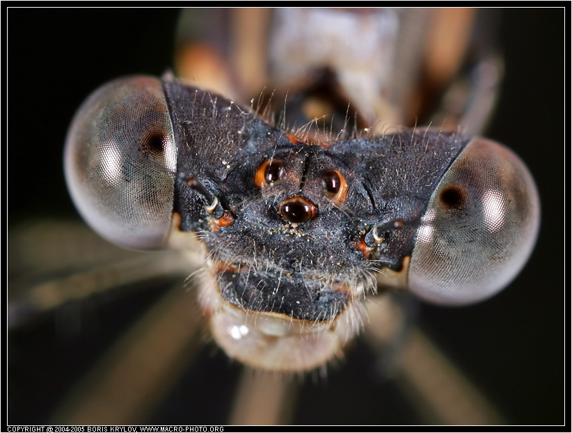 Глаза насекомых имеют. Фасеточные глаза насекомых. Сложные глаза у насекомых. Простые глаза у насекомых. Строение простого глаза насекомого.
