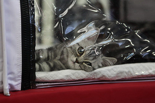 Выставка кошек фото 45