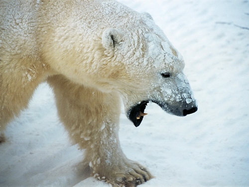 Белые медведи фото 22