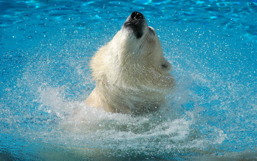 Белые медведи фото 26