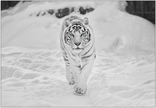 Белые тигры фото 1