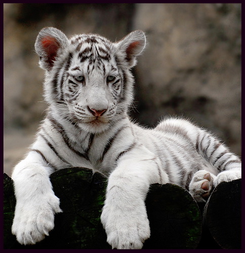Белые тигры фото 2