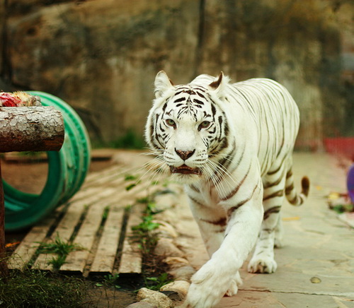 Белые тигры фото 3