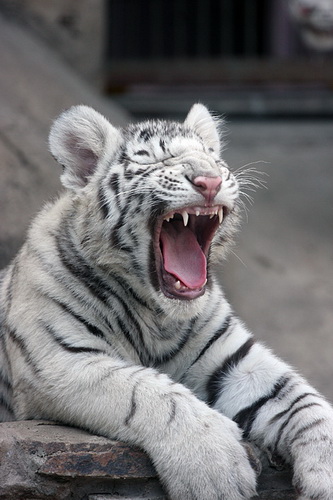 Белые тигры фото 4