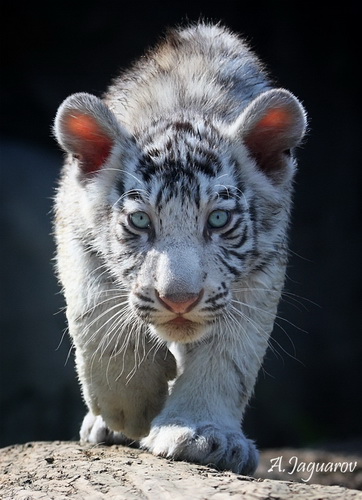 Белые тигры фото 7
