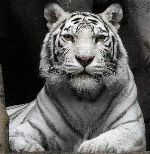 Белые тигры фото 8