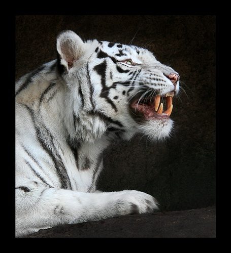 Белые тигры фото 9
