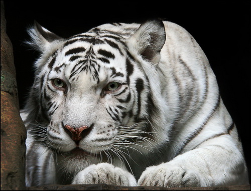 Белые тигры фото 10