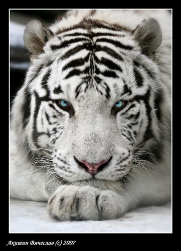 Белые тигры фото 11