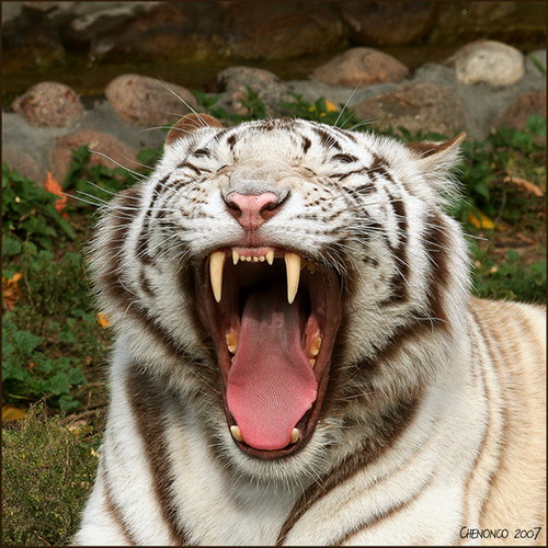 Белые тигры фото 14