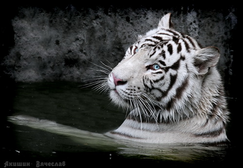 Белые тигры фото 16