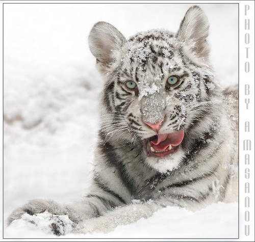 Белые тигры фото 19