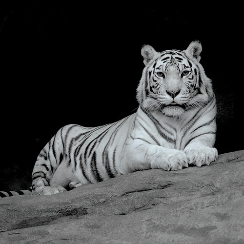 Белые тигры фото 0