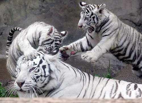 Животный мир :: Белые тигрята фото 1